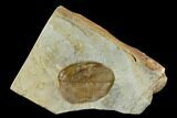 Fossil Dogwood (Cornus) Leaf - Montana #120778-1
